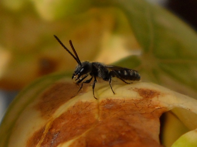 Lasioglossum sp. (Apidae Halictinae),