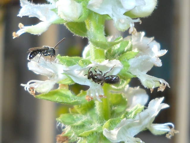 Lasioglossum sp. (Apidae Halictinae),