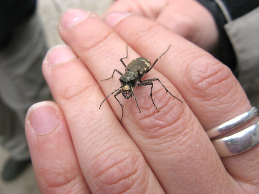 Cicindela sylvicola (Carabidae)