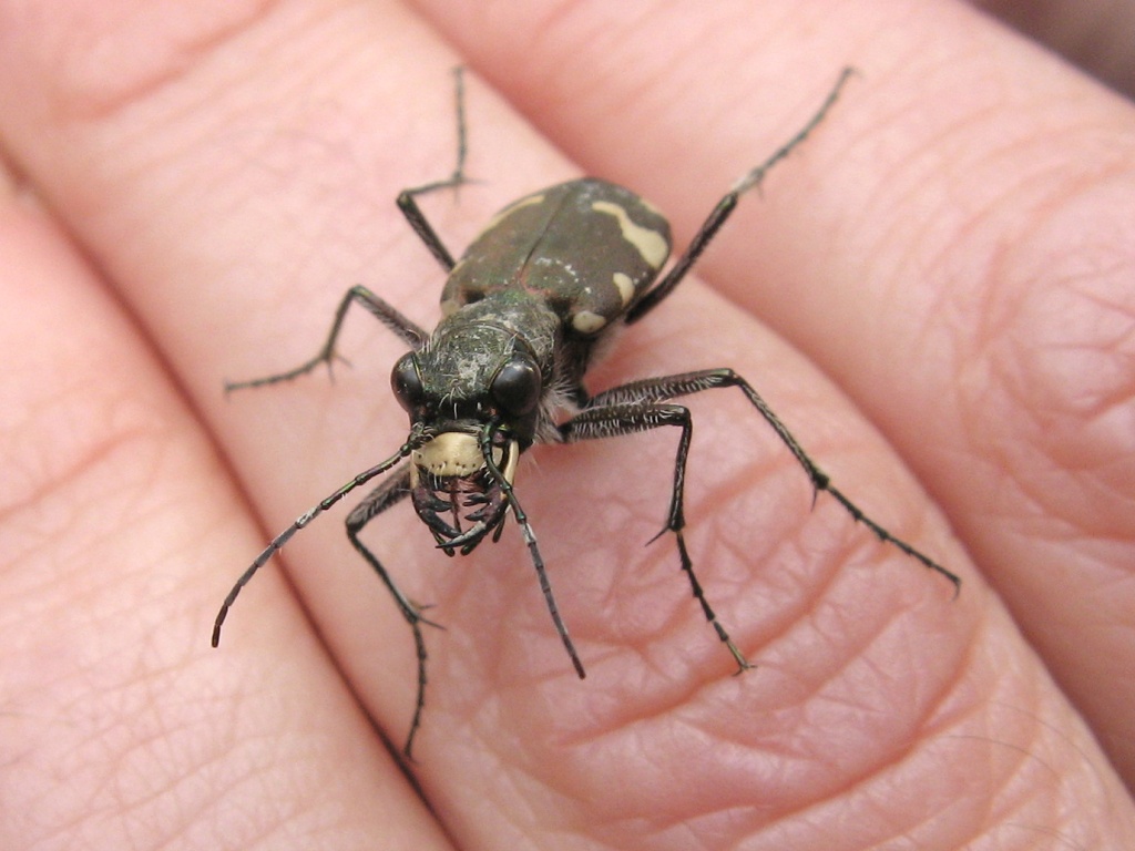 Cicindela sylvicola (Carabidae)