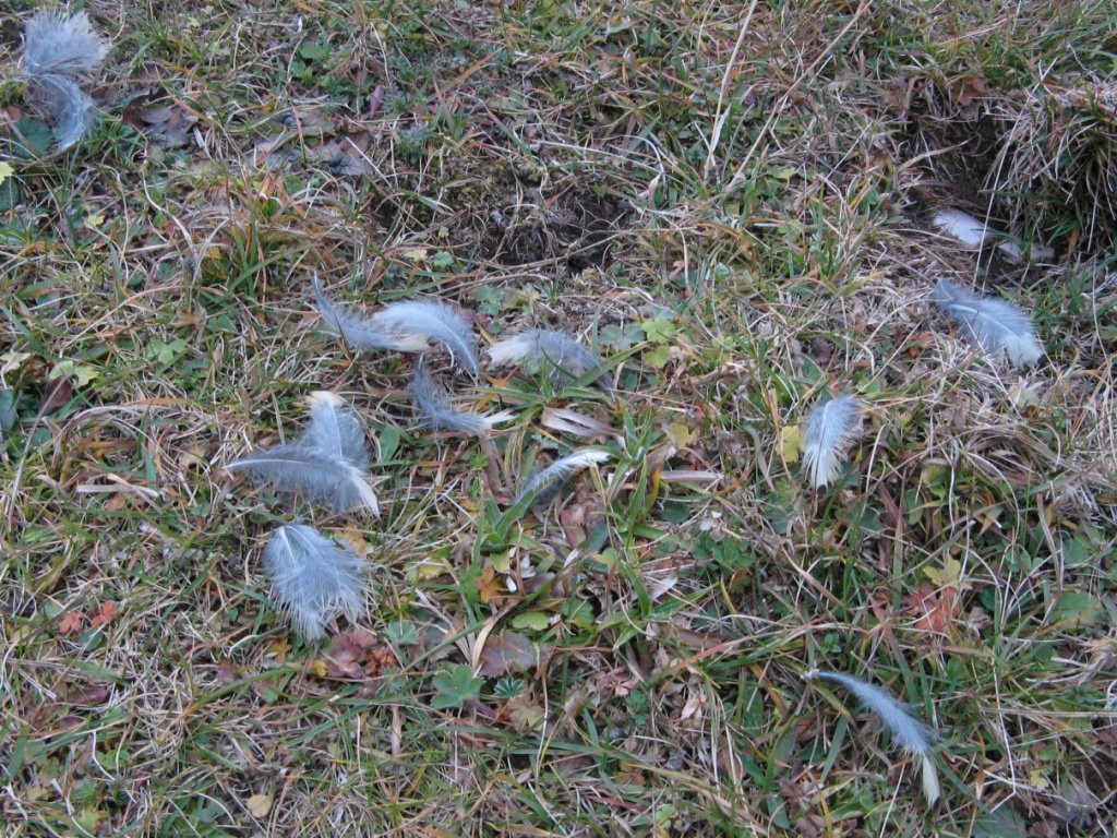 Penne: Tordela Turdus viscivorus