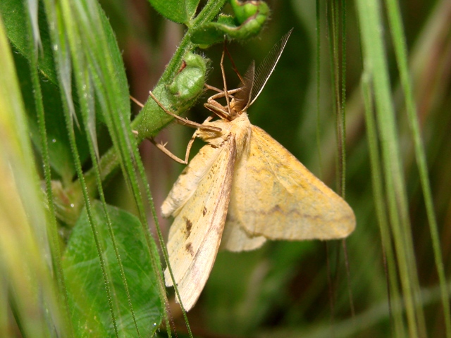 Aspitates ochrearia  - Geometridae  Ennominae