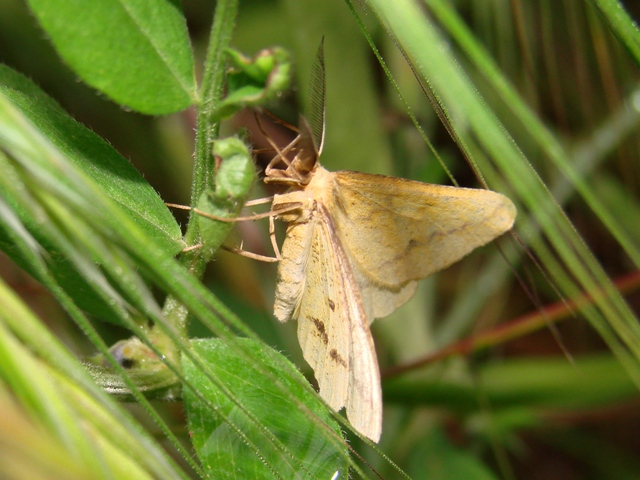 Aspitates ochrearia  - Geometridae  Ennominae