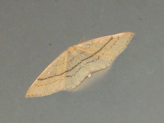 Cyclophora (Codonia) linearia