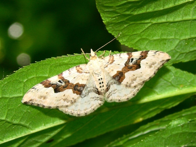 Xanthorhoe montanata