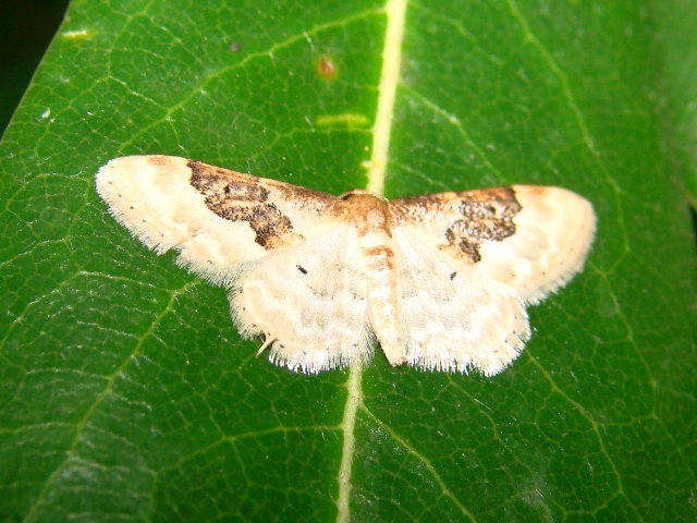 Idaea rusticata