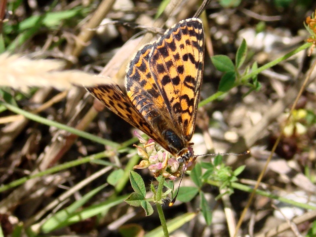 Melitaea didyma