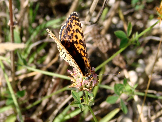 Melitaea didyma