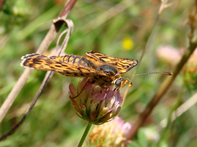 Melitaea didyma