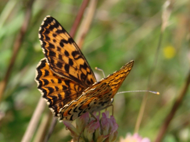 Melitaea didyma