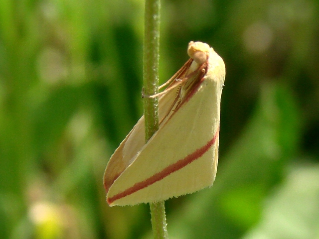 Rhodometra sacraria