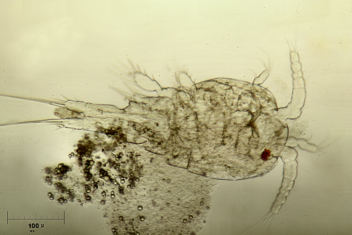 copepode