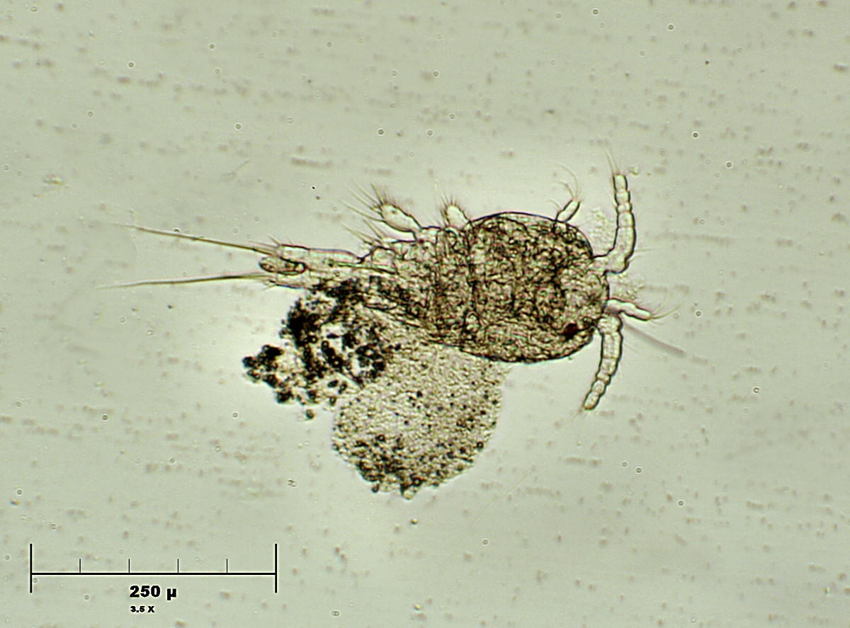 copepode