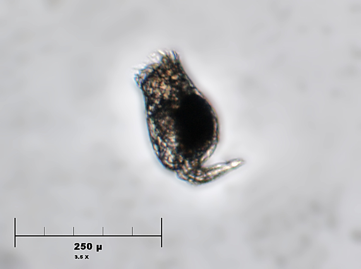 Brachionus Sp.