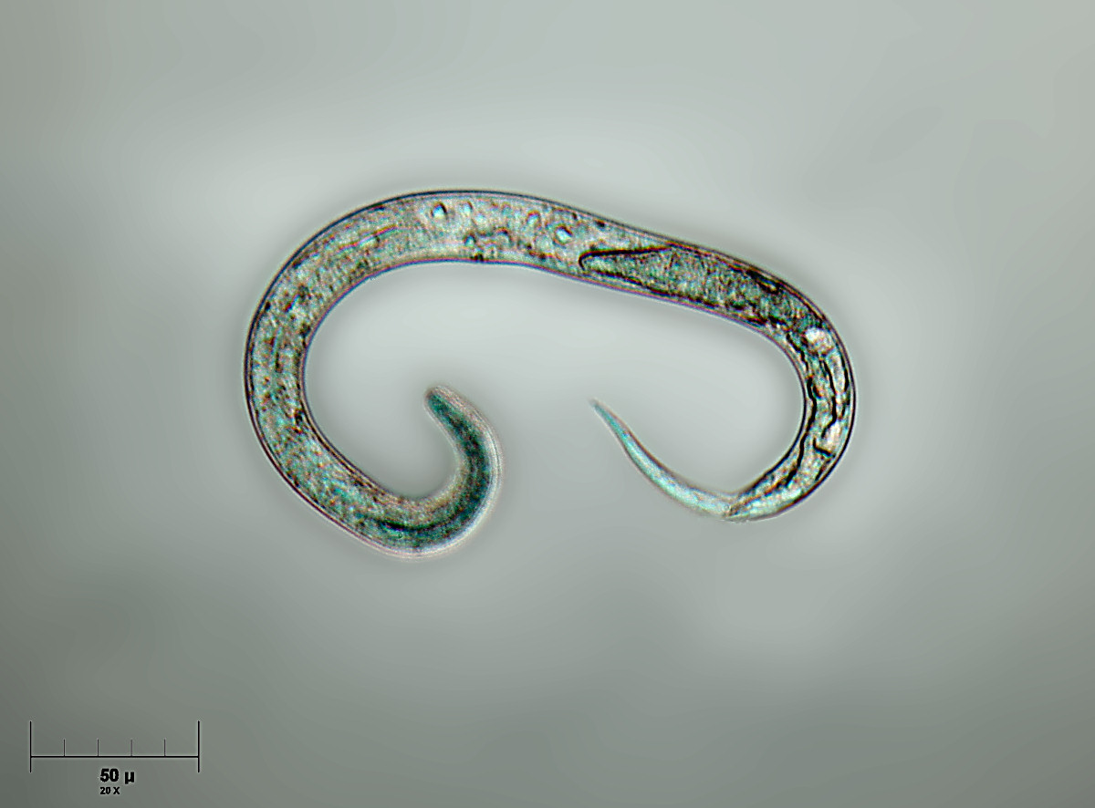 nematode