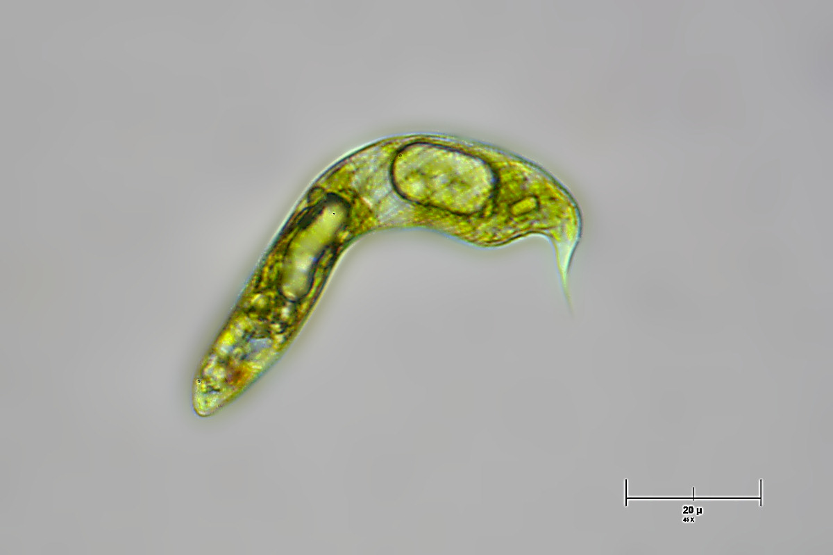 Euglena spirogyra ?