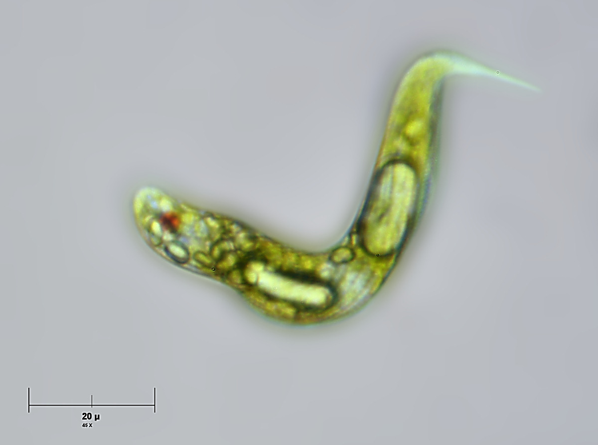 Euglena spirogyra ?