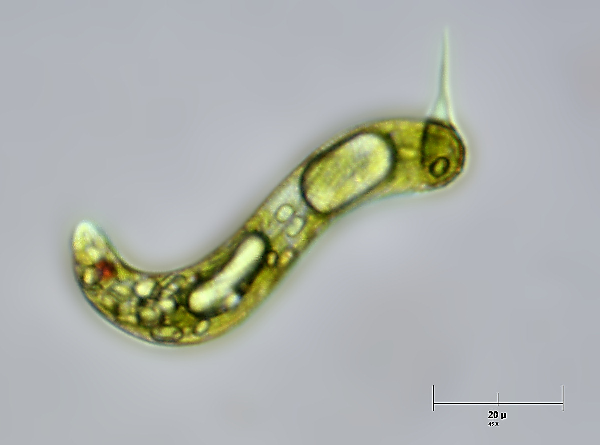 Euglena spirogyra ?