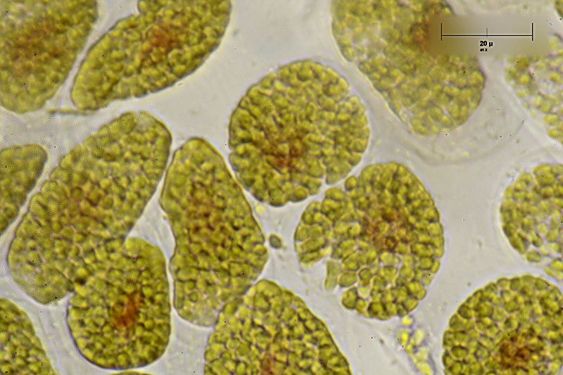cloroplasti di narciso