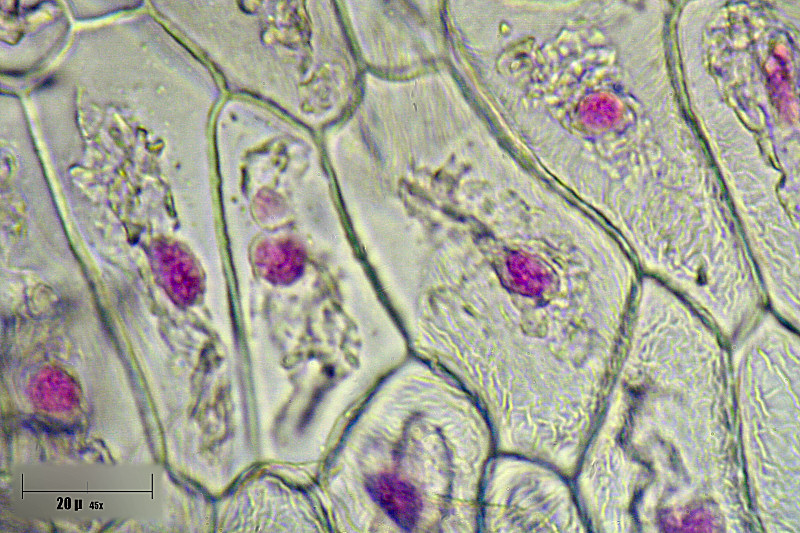 cellule antera giacinto