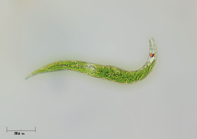 Euglena sp.