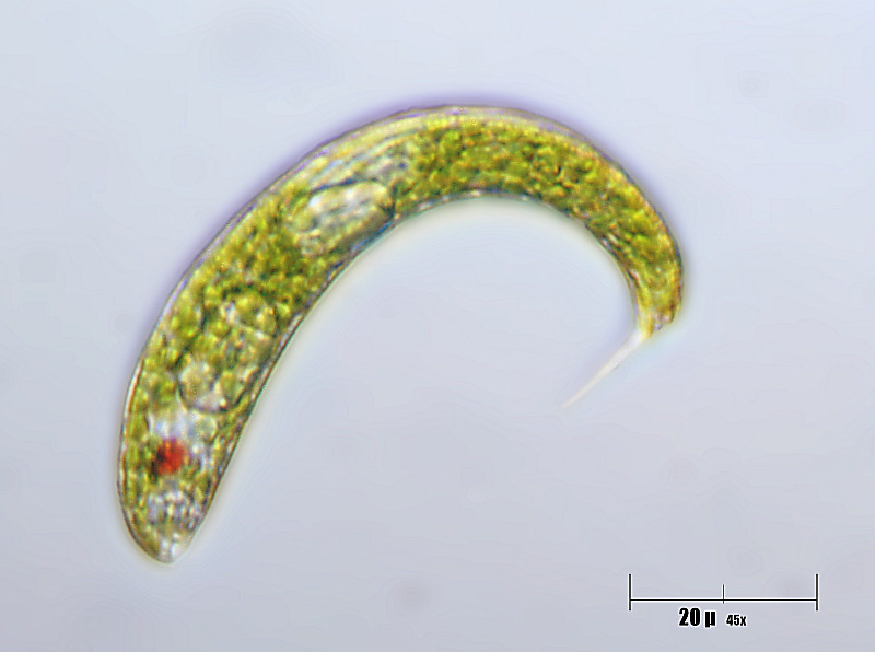 Euglena sp.