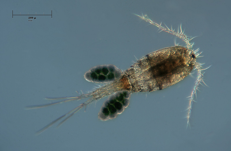 copepode con uova 2