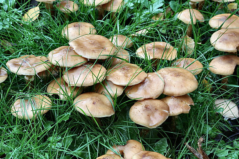 armillaria gallica ?