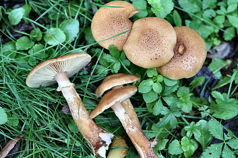 armillaria gallica ?