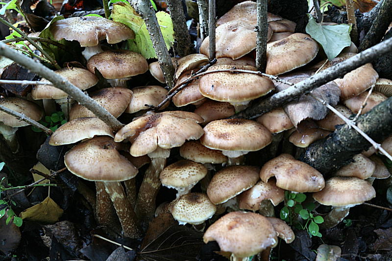 armillaria gallica ?