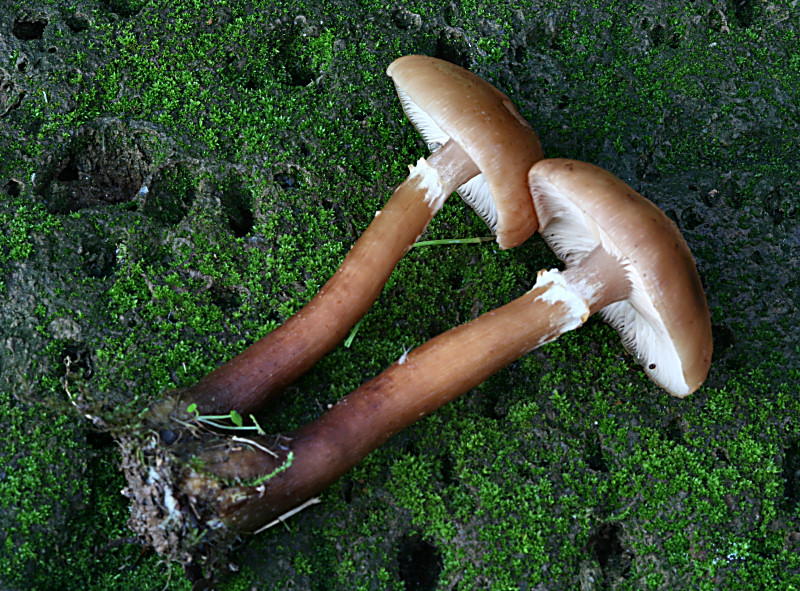 armillaria gallica ?