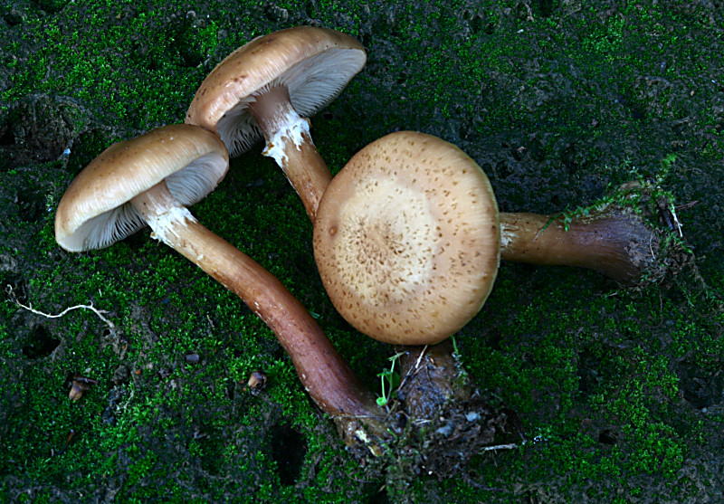 armillaria gallica ?