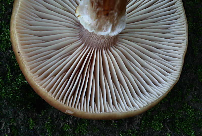 armillaria gallica ?