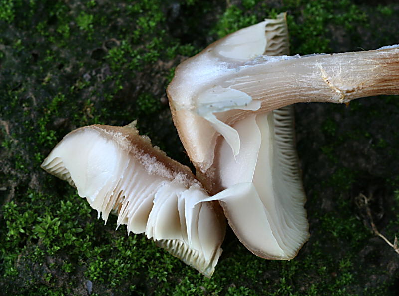 armillaria gallica ?