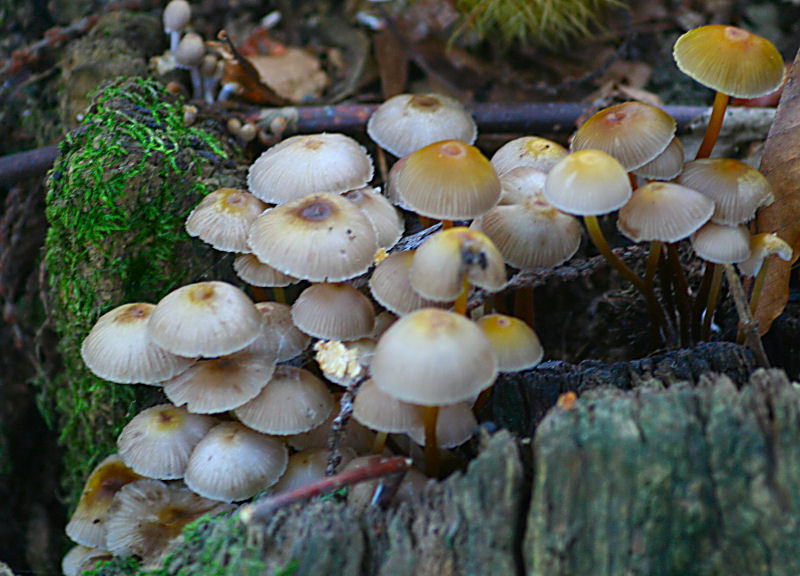 Mycena crocata ?