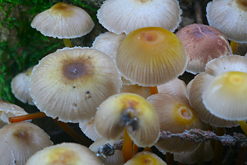 Mycena crocata ?