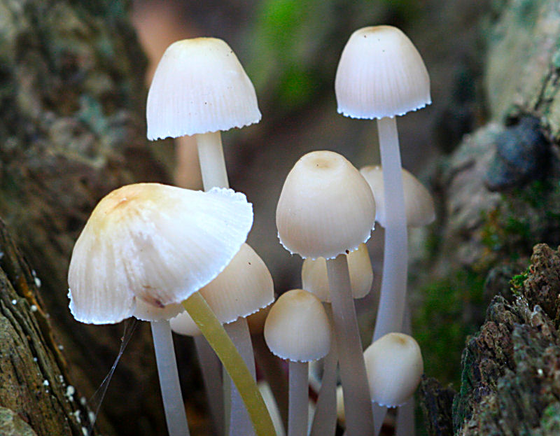 Mycena crocata ?