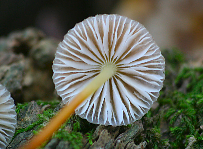 Mycena crocata ?