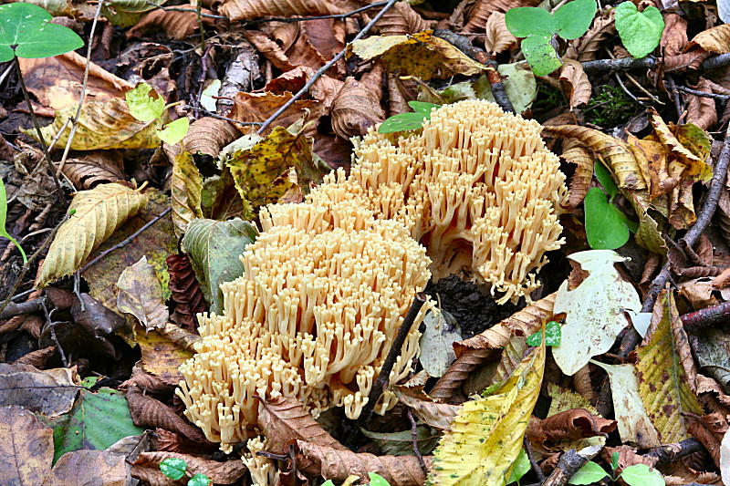 ramaria sp ??