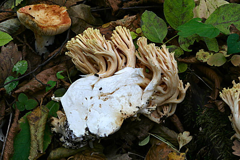 ramaria sp ??