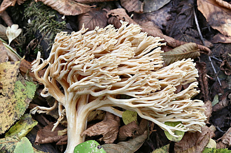 ramaria sp ??