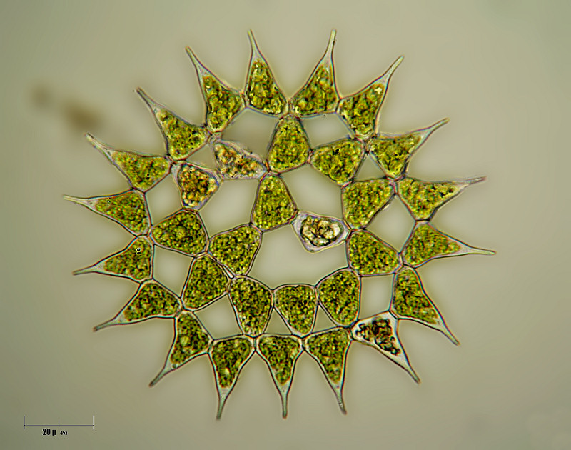 Pediastrum simplex