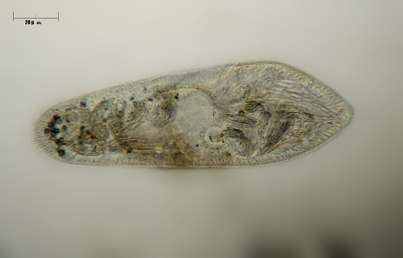 Paramecium sp.