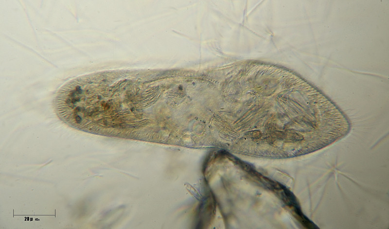 Paramecium sp.