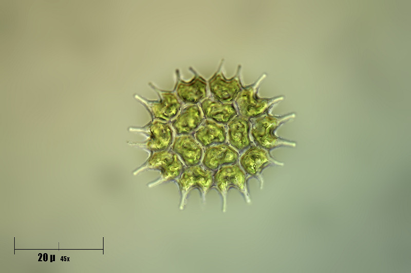 Pediastrum boryanum