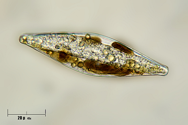 altra diatomea - navicula sp. ?