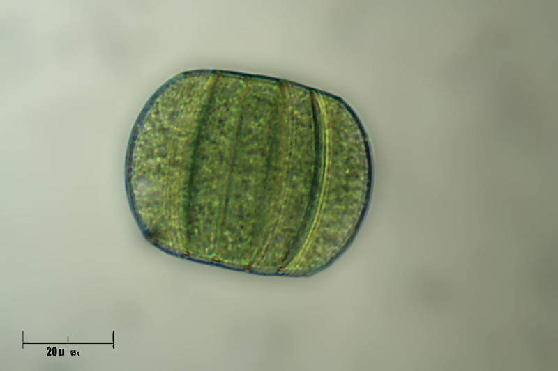 Oscillatoria princeps - ormogonio