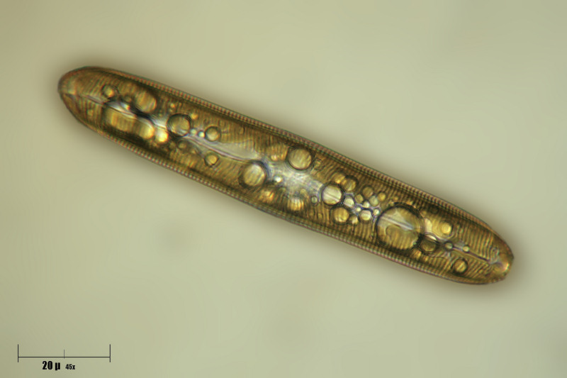 Navicula sp.