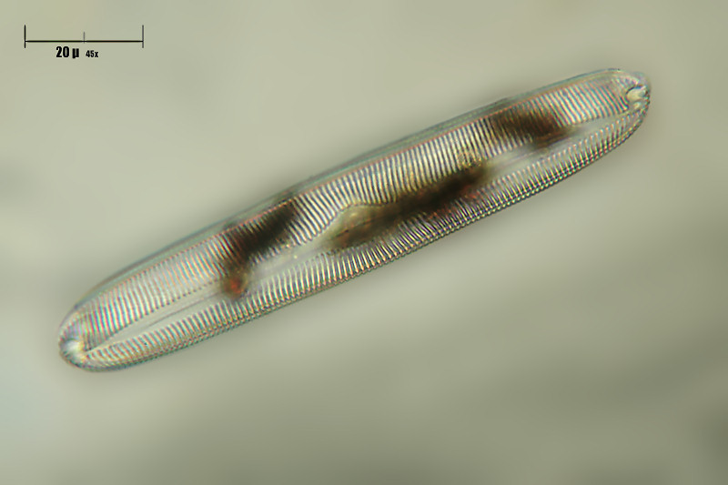 Navicula sp. 2