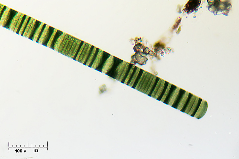 Oscillatoria princeps